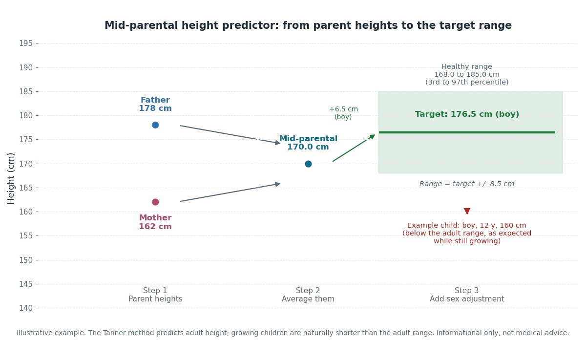 Illustration of the mid-parental height method: a father of 178 cm and a mother of 162 cm give a mid-parental height of 170.0 cm; adding the 6.5 cm boy adjustment gives a target adult height of 176.5 cm, shown as a green line inside a shaded healthy range from 168.0 to 185.0 cm. A red marker shows an example 12-year-old boy at 160 cm, below the adult range as expected while still growing.