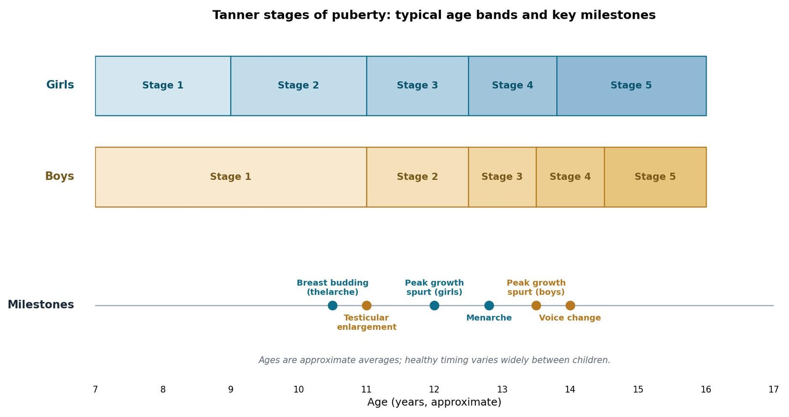 Abstract timeline diagram showing typical Tanner stage age bands for girls and boys, with milestone markers for breast budding, testicular enlargement, peak growth spurts, menarche and voice change. No people are depicted.