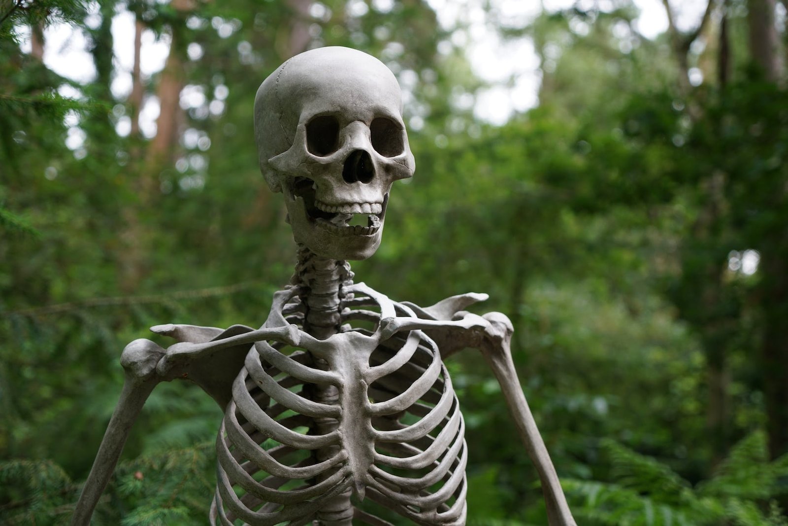 selective focus photography of skeleton