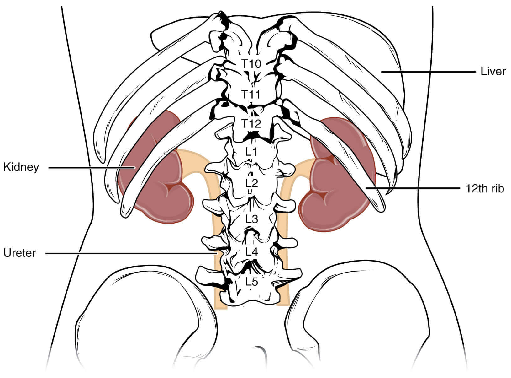 Read more about the article The Enigmatic Location and Function of the Kidneys: Unraveling the Mystery of Retroperitoneal Organs