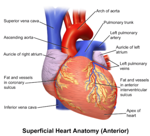 Read more about the article In-Depth Exploration of the Heart’s Anatomy and Structure: Unveiling the Intricacies of this Vital Organ