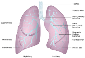 Read more about the article Anatomy of the Lungs: Structure, Function, and Importance