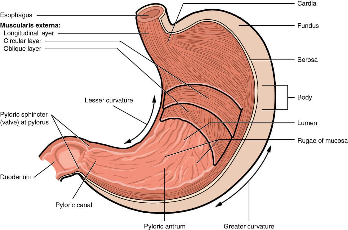 Read more about the article Anatomy of the stomach