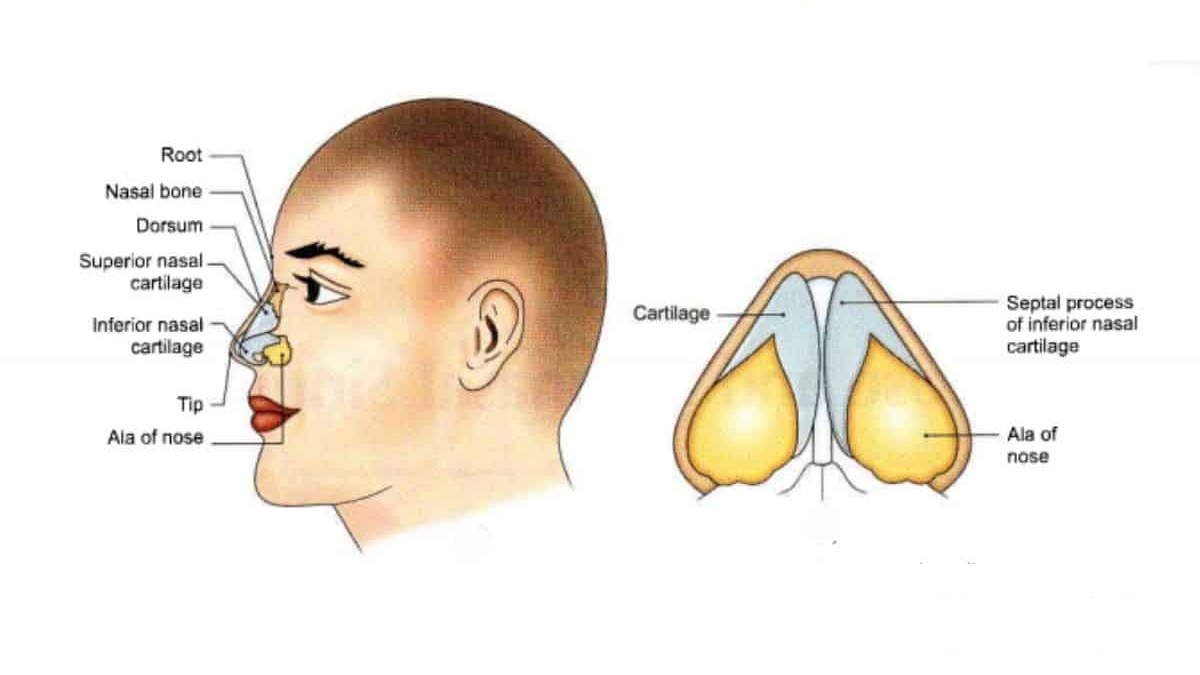 Read more about the article Anatomy of the Nose