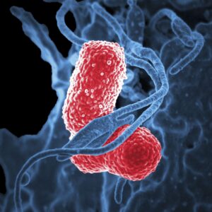 Read more about the article Gram negative Rods SGDs