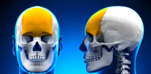 Read more about the article Frontal Bone