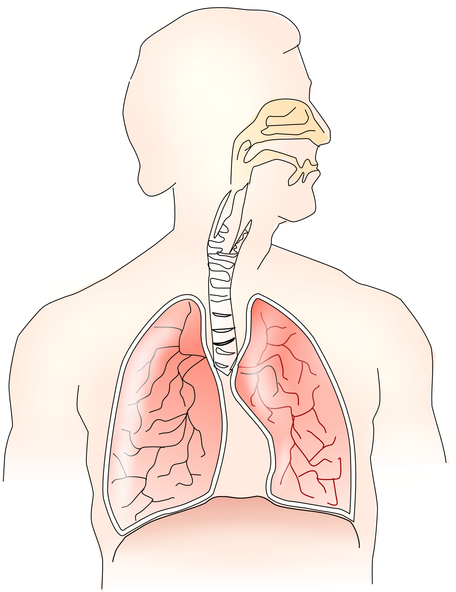 Read more about the article Mastering Lung Sounds Auscultation: A Must-Have Skill for Medical Students