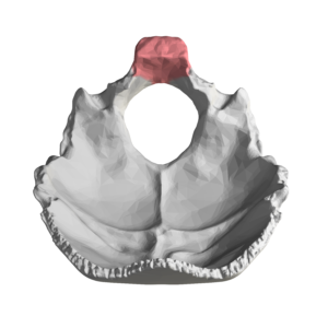 Read more about the article Basilar Part of the Occipital Bone