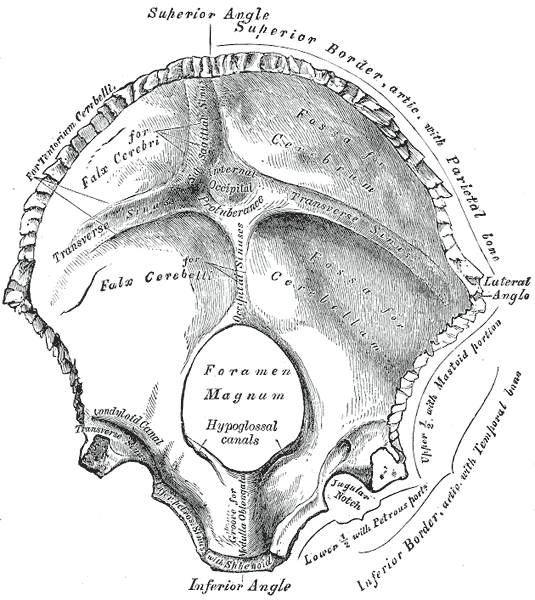 Read more about the article Hypoglossal Canal