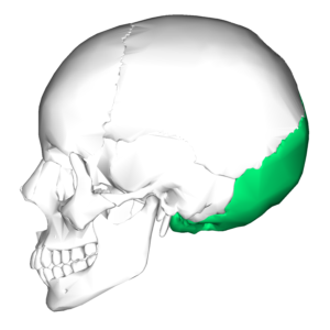 Read more about the article The Complex Anatomy of the Occipital Bone: Its Structure and Functions