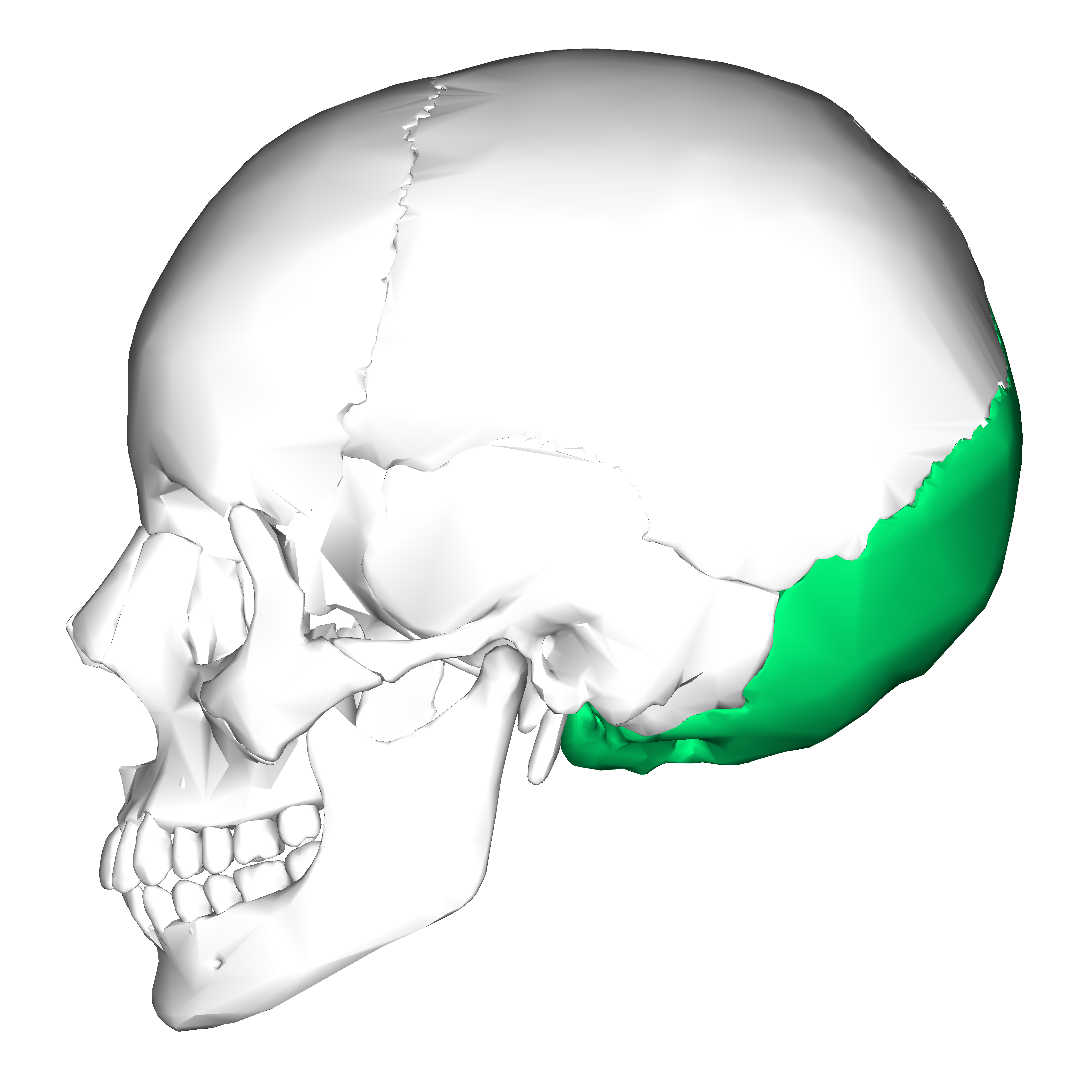 Read more about the article The Complex Anatomy of the Occipital Bone: Its Structure and Functions