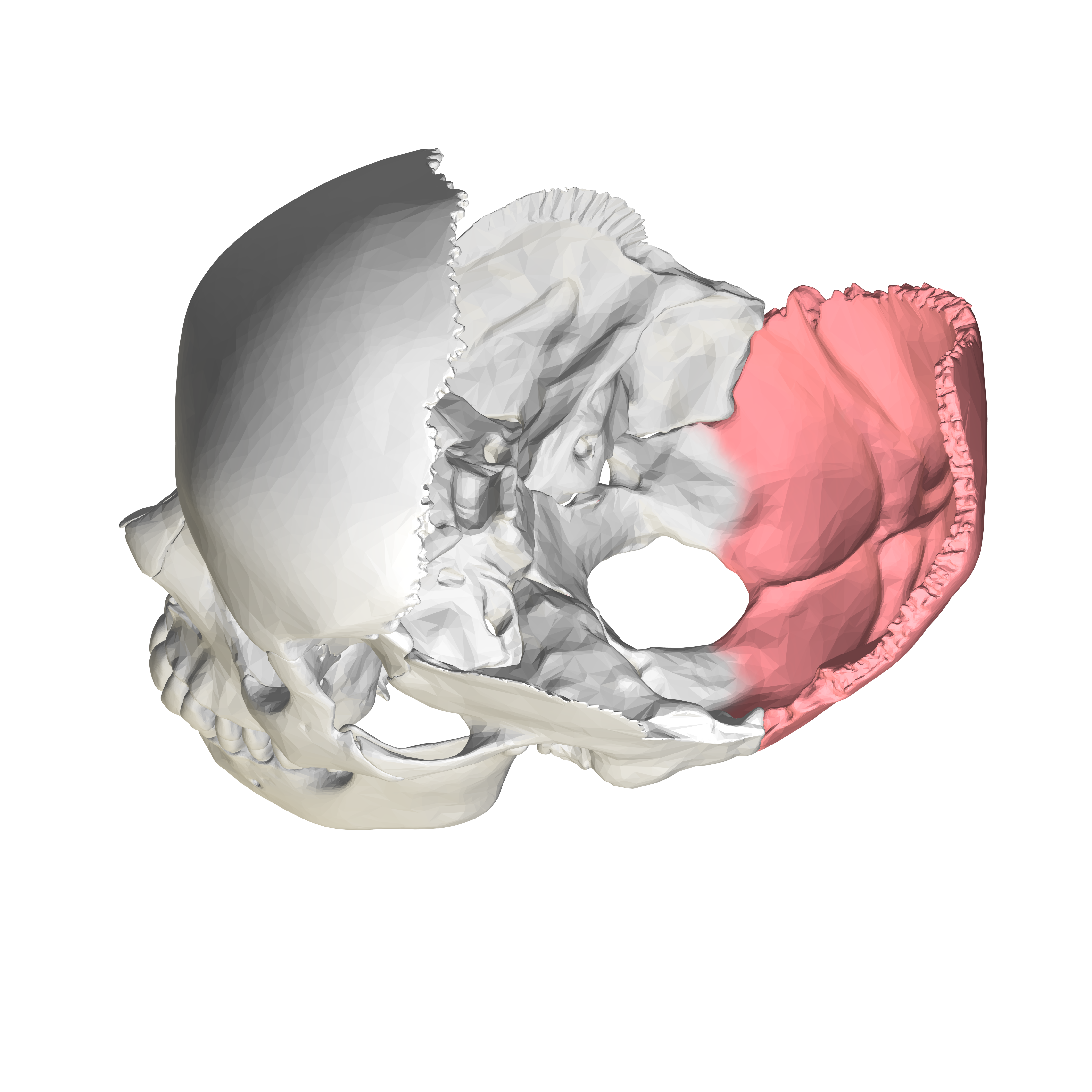 Read more about the article Squamous Part of Occipital Bone