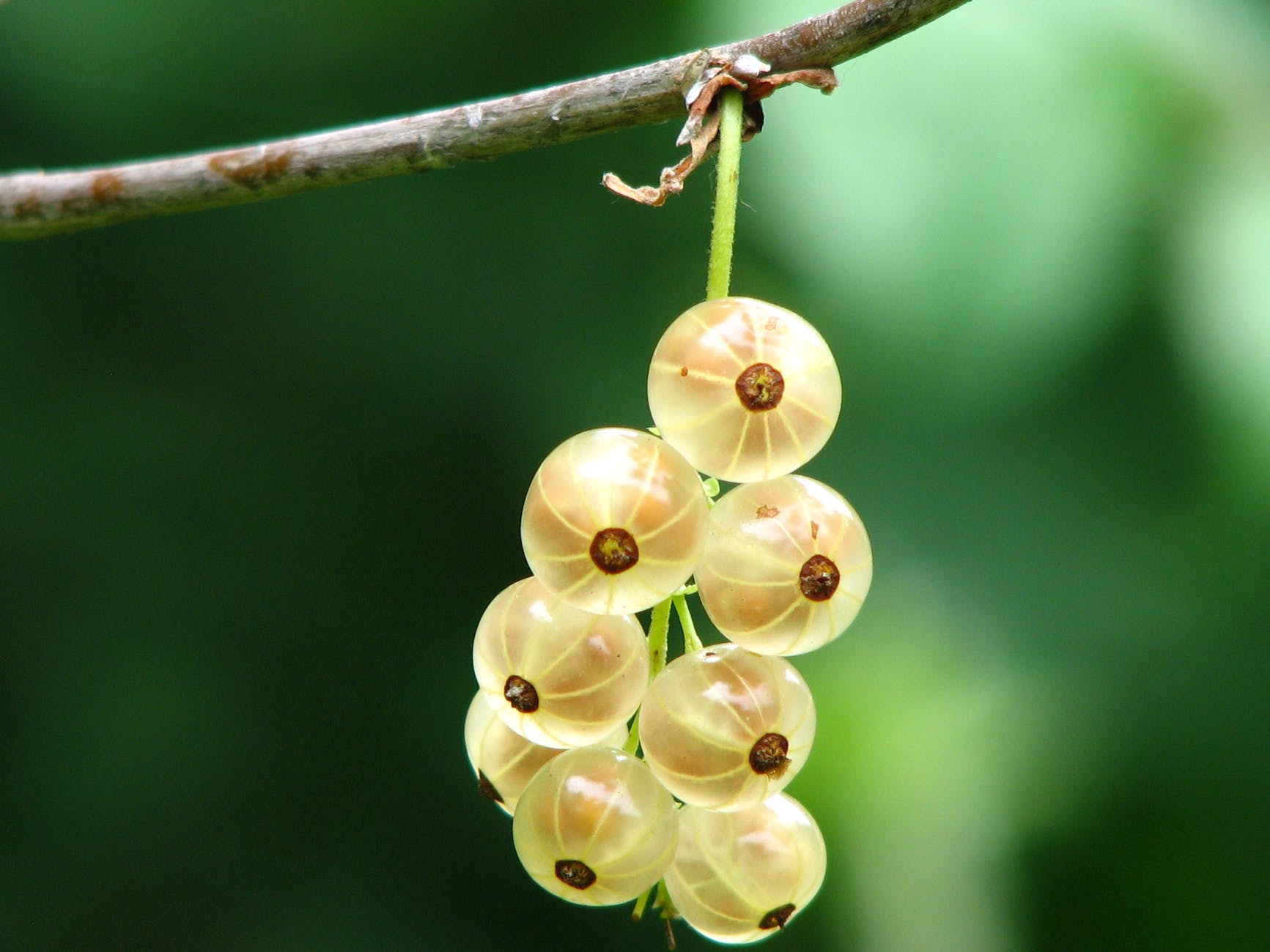 yellow round small fruit
Gooseberry powder and olive oil paste for scar treatment