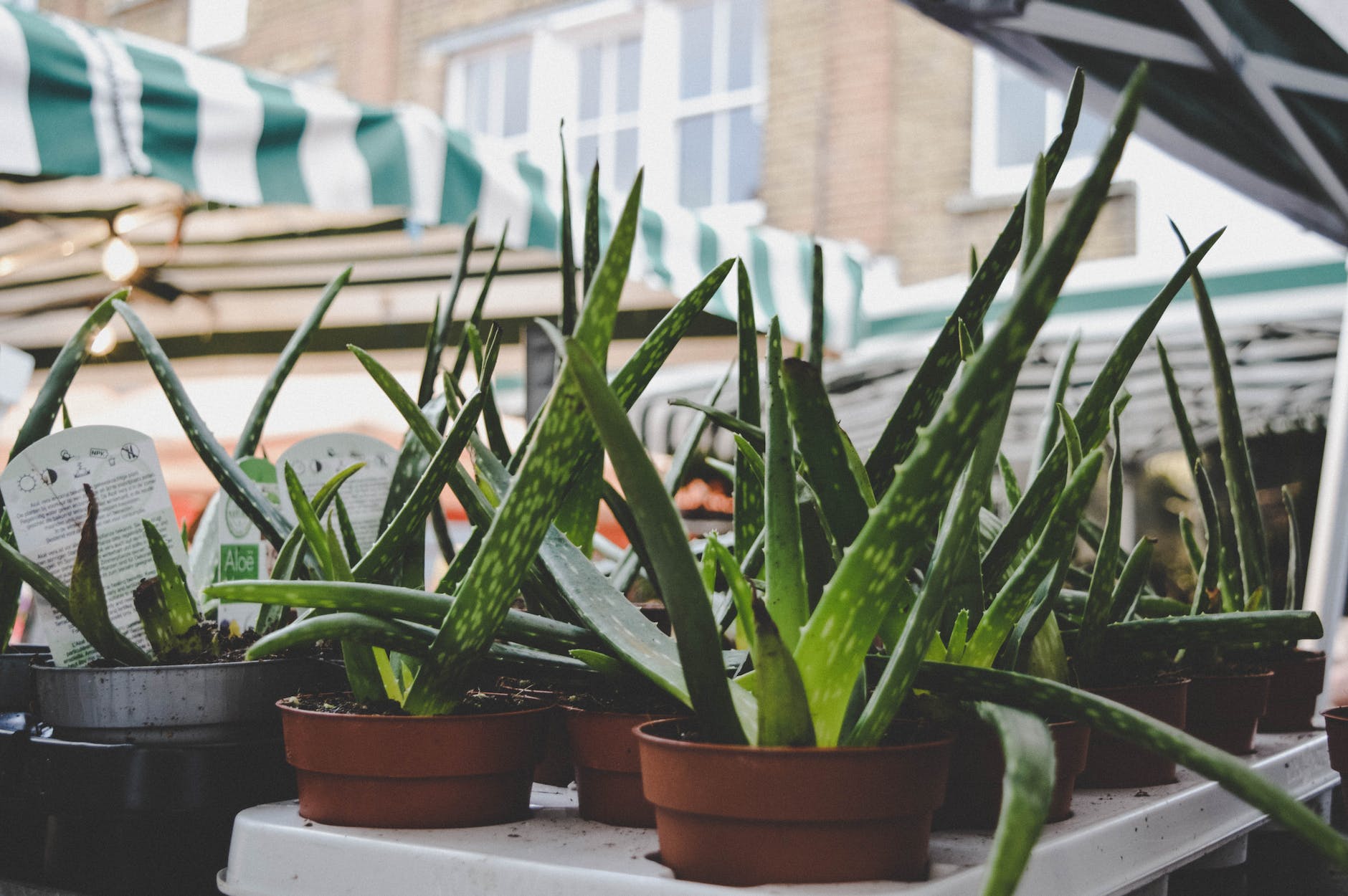 green aloe vera plants
Massaging aloe vera gel onto a scar